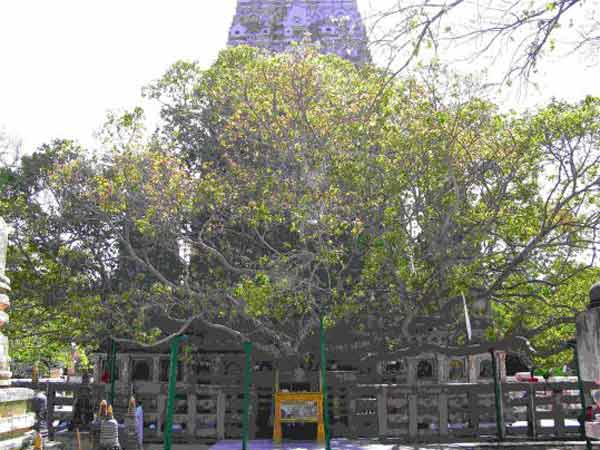 બોધિવૃક્ષ