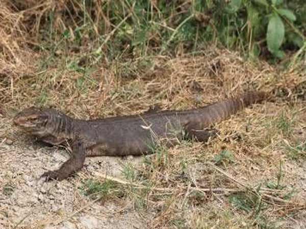જંગલી જાનવર