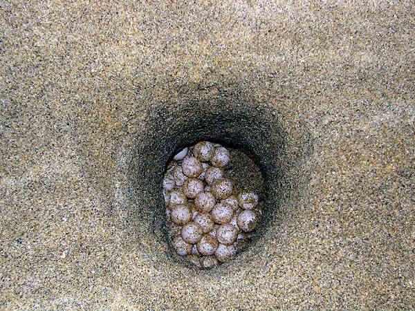 કાચબાના ઇંડા અને માંસ
