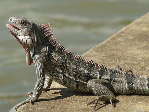 ઇગ્વાન