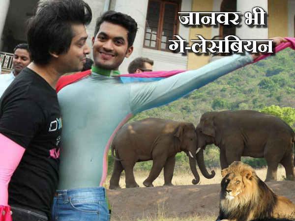 જાનવરોમાં સમલૈંગિક સંબંધ