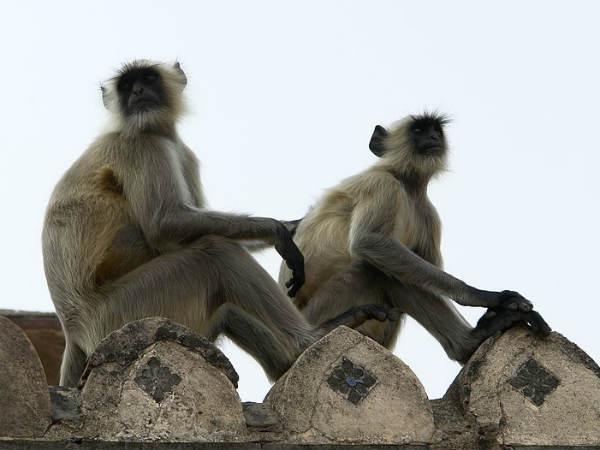 વાંદરાઓના સમૂહમાં