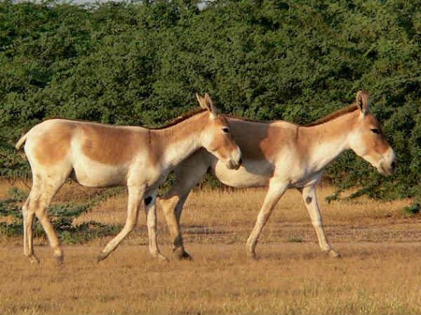 જાનવરોમાં ટ્રાંસજેંડર