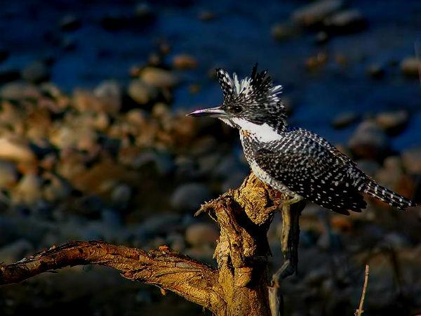 પન્ના રાષ્ટ્રીય ઉદ્યાન