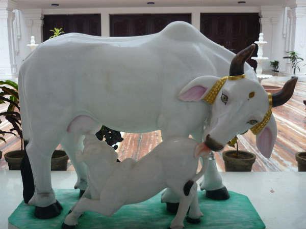 ગાય કે ગરીબોને ભોજન