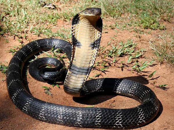 ગુઇન્ડી સ્નેક પાર્ક