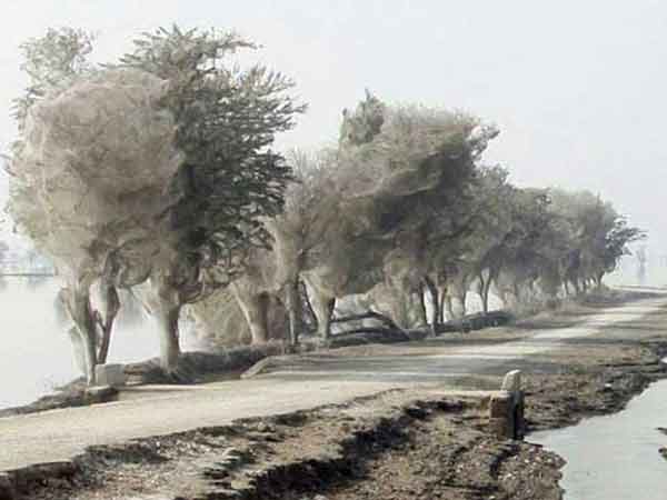 ધ ઘોસ્ટ ટ્રી, પાકિસ્તાન