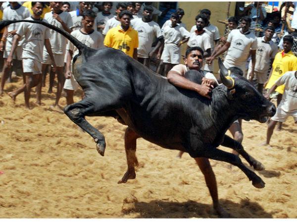 જલ્લિકટ્ટૂ સાંઢને કરવામાં આવે છે કાબુમાં