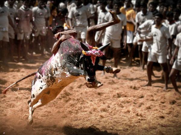 જલ્લિકટ્ટૂ સાંઢને કરવામાં આવે છે કાબુમાં