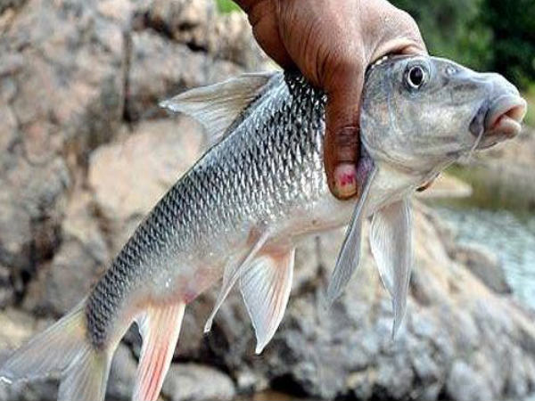 ફેબ્રુઆરી
