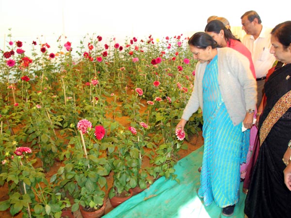 ફ્લાવર શૉ 2014