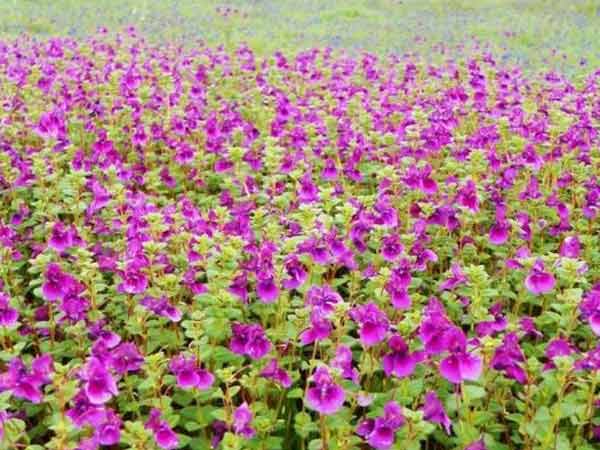 કૌસ તળાવ