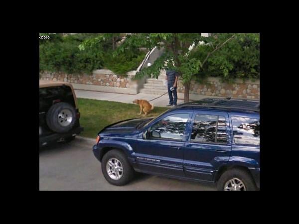 Dog Pooping