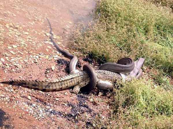 માત્ર પાંચ મીનિટમાં મગરને આરોગી ગયો અજગર