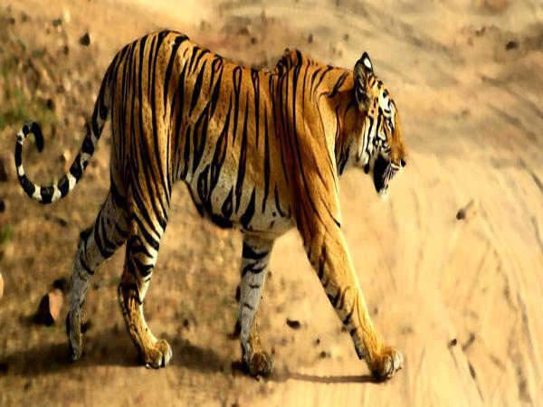 બાંધવગઢ નેશનલ પાર્ક