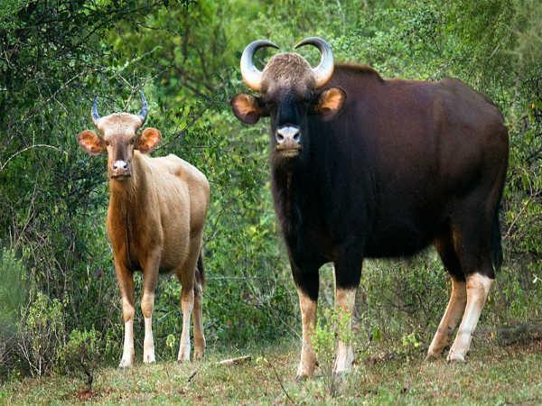 ચિન્નાર વન્યજીવ અભ્યારણ્ય