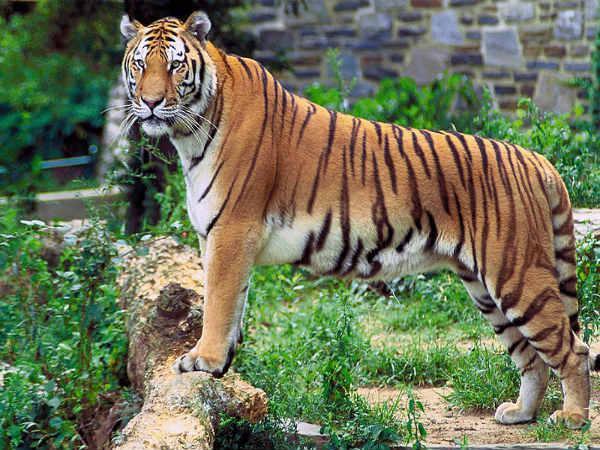 કોર્બેટ નેશનલ પાર્ક