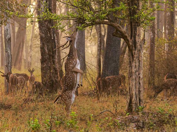 નાગરહોલ નેશનલ પાર્ક