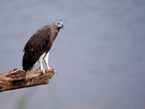 પન્ના રાષ્ટ્રીય ઉદ્યાન