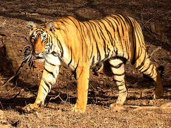 સરિસ્કા રાષ્ટ્રીય ઉદ્યાન