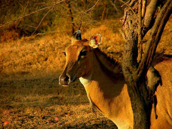સિંહોનુ એકમાત્ર ઘર