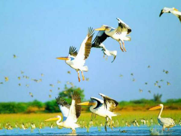 નળસરોવર પક્ષી અભ્યારણ્ય