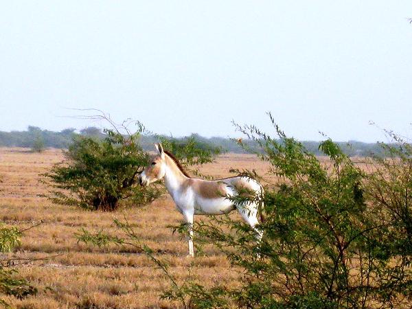 ઘુડઘર અભ્યારણ્ય