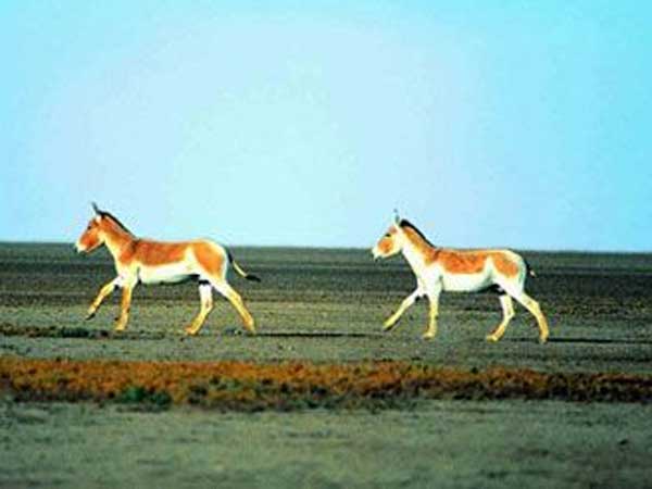 કચ્છનું નાનું રણ