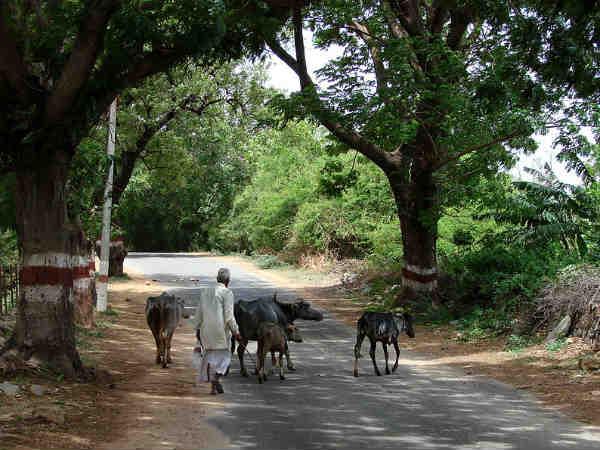 ગ્રામીણ વિકાસ અને પંચાયત રાજ