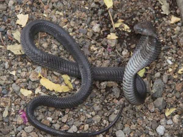 હિંગોળગઢ