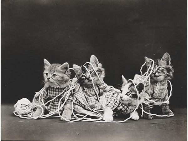 Victorian photographer Harry Whittier photo