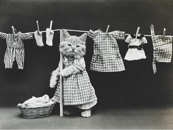 Victorian photographer Harry Whittier photo