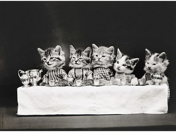 Victorian photographer Harry Whittier photo
