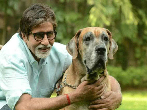 બૉલીવુડ સેલિબ્રિટીઓનો પ્રાણી પ્રેમ