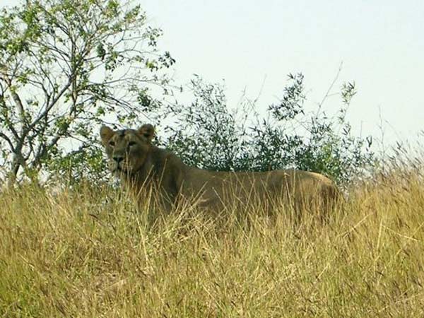 વાસોના લાયન સફારી