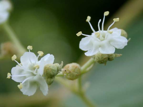 સફેદ ટેક્ટોના ગ્રાન્ડિસ
