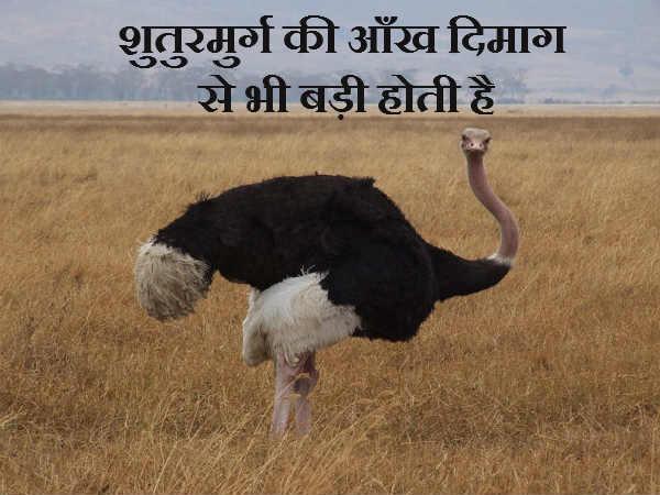 શાહમુર્ગની આંખો મગજ કરતાં મોટી હોય છે