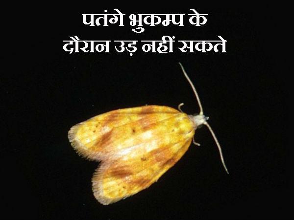 પતંગિયા ભૂકંપ દરમિયાન ઉડી શકતા નથી