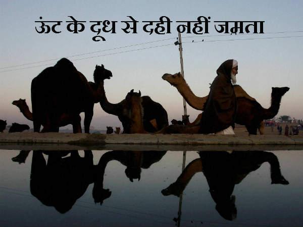 ઉંટના દૂધથી દહીં જામતું નથી