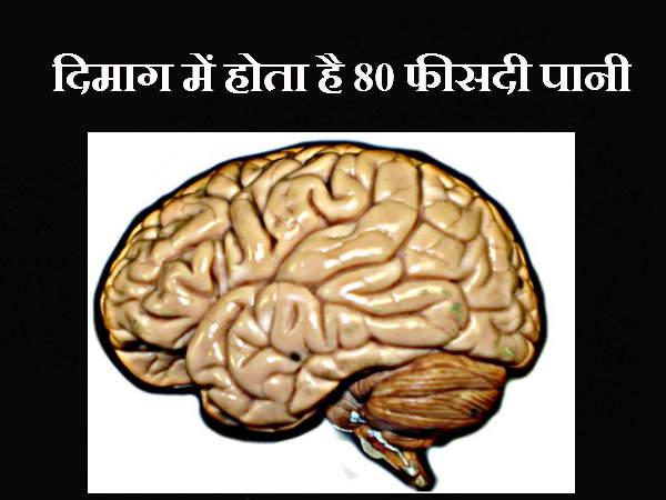 માણસના મગજમાં હોય છે 80 ટકા પાણી