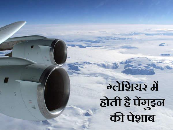 ગ્લેશિયરમાં હોય છે પેંગુઇનની પેશાબ