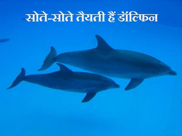 ઉંઘતા ઉંઘતા તરી શકે છે ડૉલ્ફિન