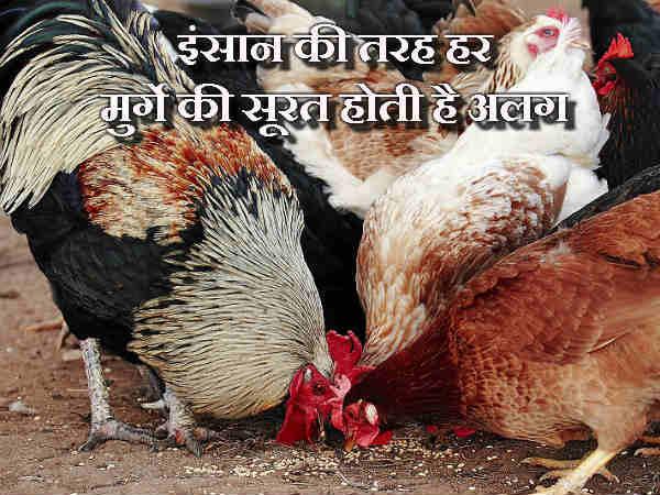 માણસની જેમ મરધાનું મોંઢું હોય છે અલગ