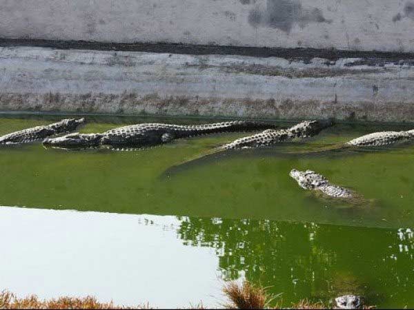 નૈયર ડેમ અને વન્યજીવ અભ્યારણ્ય