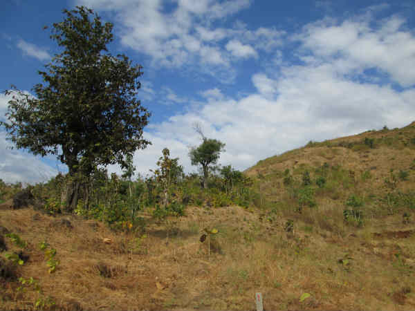 અંબા તલાટના વનની ખાસિયત નામશેષના આરે