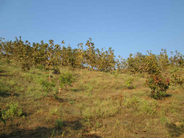 નર્સરીમાં રોપા ઉછેરાયા