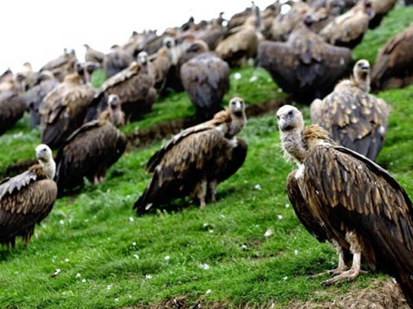 ગીધ માટે મૃતદેહ છોડી મુકવા