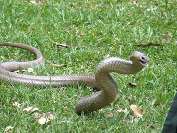 ઇસ્ટર્ન બ્રાઉન સ્નેક