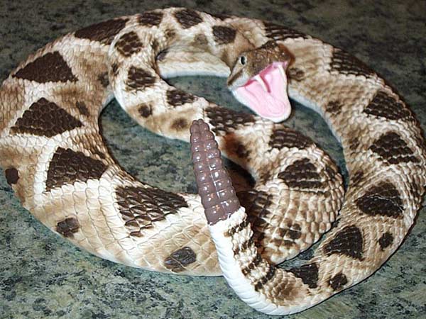 રેટલસ્નેક