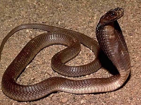 ફિલિપાઇન કોબરા